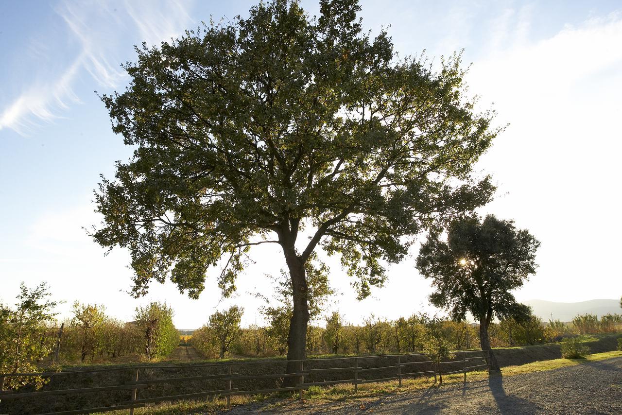 Agriturismo Lucerna Del Lago Prile Castiglione della Pescaia Eksteriør bilde